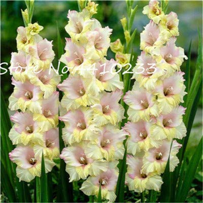 nuovi 100 pezzi SEMI Gladiolo dei Fiori per giardinaggio chiaro Giallo rosa