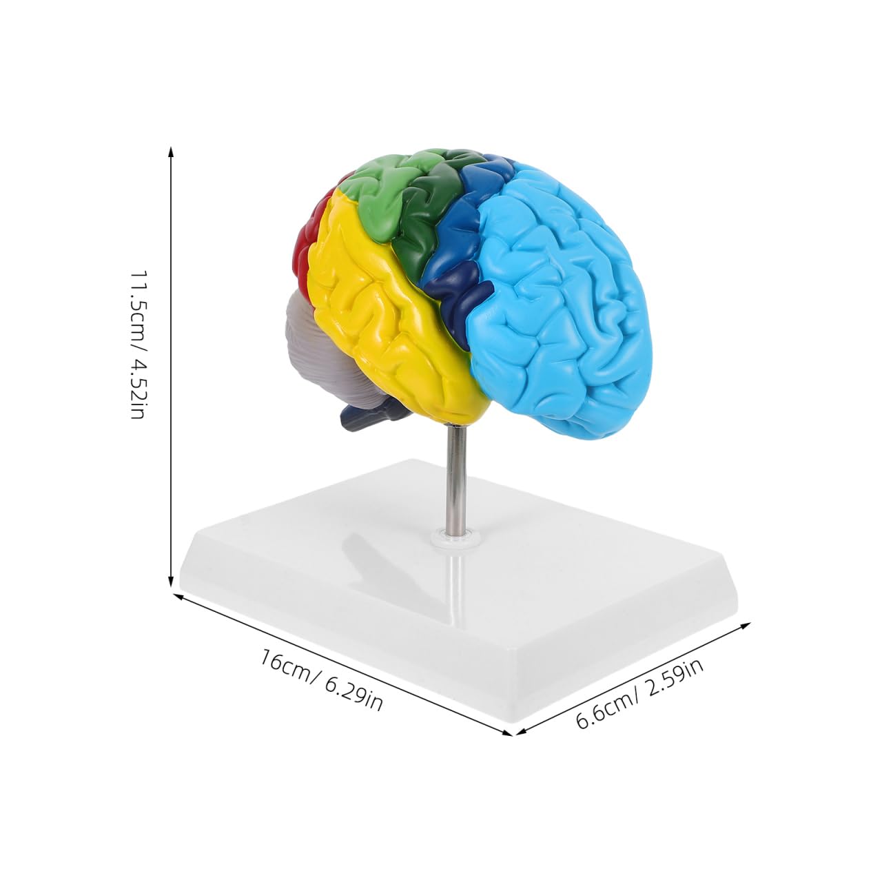 Alipis Modello di visualizzazione anatomica del cervello Modello anatomico Modello anatomico umano Modello anatomico Fisiologia del cervello Modello Scienza Strumento didattico Strumento di