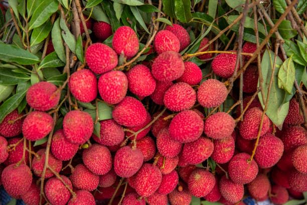 The Gifti ® Original Verity Of "Muzaffarpur Shahi"Sweet Litchi Hybrid Tree Healthy & Fresh Litchi Plant Grafted 1 Healthy live Plant 2-3.5 Ft Height in Nursery Grow Bag for Home Garden (B0CQVFDYC2) Amazon Price History, Amazon Price Tracker