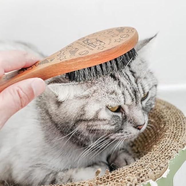 Pet Soft Brush with Wood Handle and Boar Bristle Hair - Soft Cat and Dog Grooming Brush for Short Hair Cats and Small Dogs - Gentle Massage and Dandruff Removal (Cat)-0XMU568U