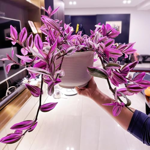 Dreimasterblume pflanze samen (Tradescantia zebrina)， exotische samen，deko garten pflanzen echt，bonsai topf ausgefallene geschenke，einfach zu Pflanzen pflanzen samen，schattenpflanzen 100pcs