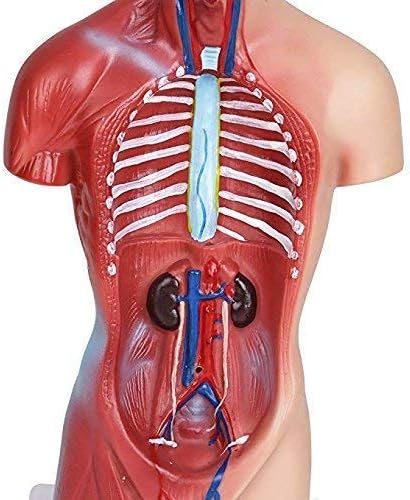 Miniatura 3 de Modelo de cuerpo de torso humano Anatomía Órganos internos médicos anatómicos para enseñar Modelo educativo desmontable de ciencia médica Nuevo