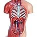 Human Torso Body Model Anatomy Anatomical Medical Internal Organs for Teaching Detachable Educational Medical Science Model New