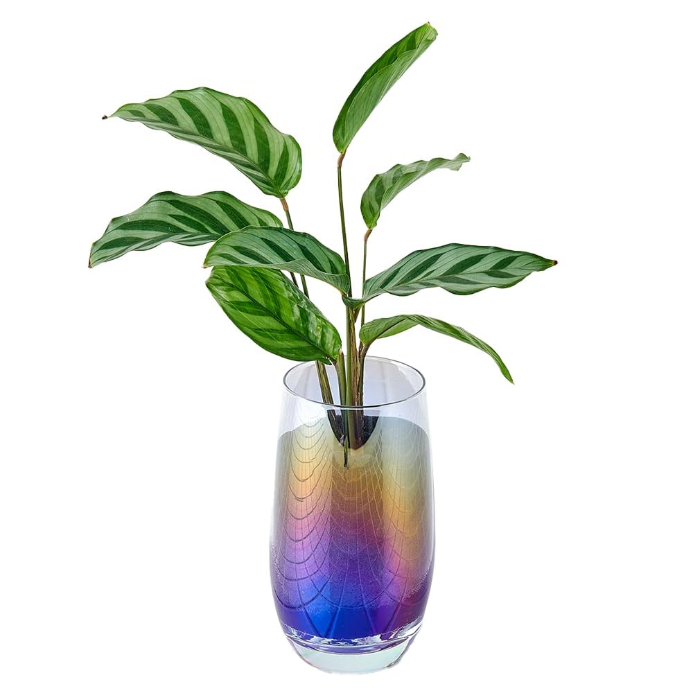 その他観葉植物 Latte Amazon｜Well Plants 卓上 観葉植物 オーロラカップグラス 土を