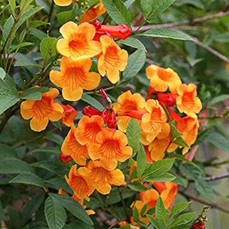 Guruji Plantation - Imported Tecoma Orange Live Plant Creeper Healthy & Good Fire Flower Healthy Climbing with Beautiful Black Pot. (B08LCDBQL7) Amazon Price History, Amazon Price Tracker