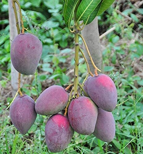 Image of Gulab Khaas Mango Grafted Hybrid Live Plant - 2 Ft. High Yielding Variety Ideal for Home Garden Fruit Tree for Indoors Outdoors Pack of 1