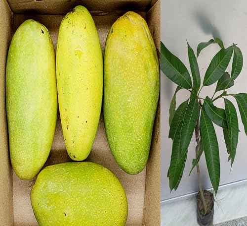 Image of Premium Dasheri Mango Plant Grafted 2-3 Feet Height - Fresh And Healthy Fruit Tree For Home Garden PB 32