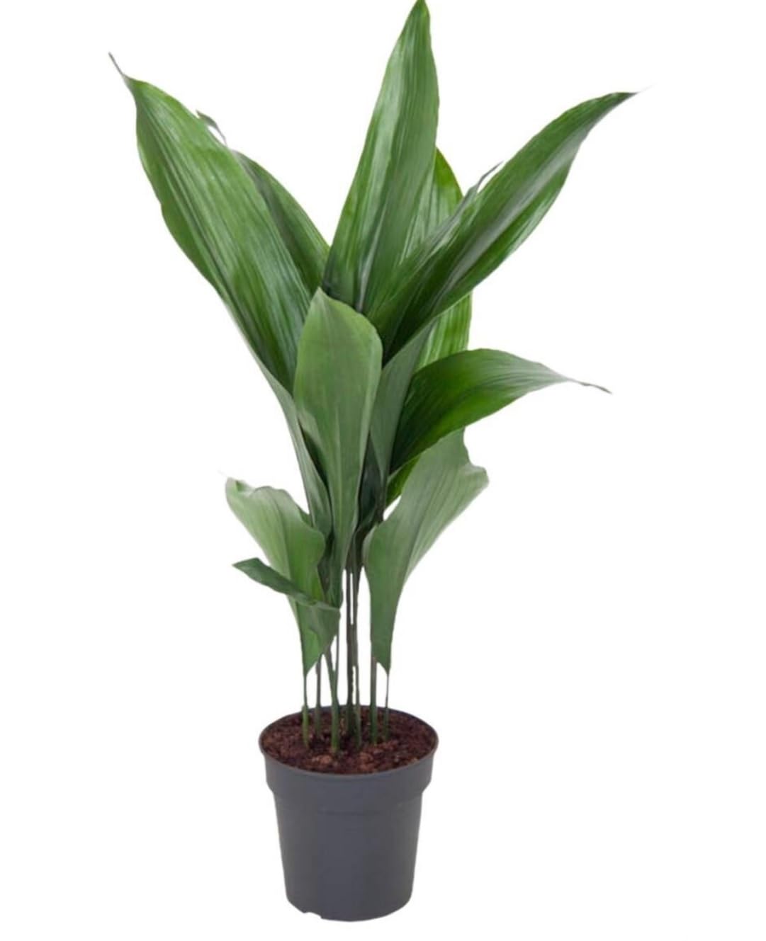Cast Iron Plant - Aspidistra Elatior - Plant for Home or Office- in 14 cm Pot Approx. 40 cm Height