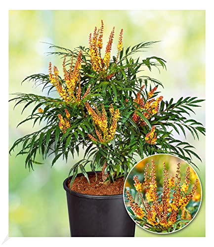 Immergrüner Zierstrauch Die 15 besten Produkte im Vergleich