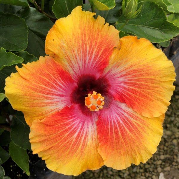 Hibiscus Cosmic Dancer Flower Seeds- 20 Seeds Trial Pack (B0979CPKNL) Amazon Price History, Amazon Price Tracker