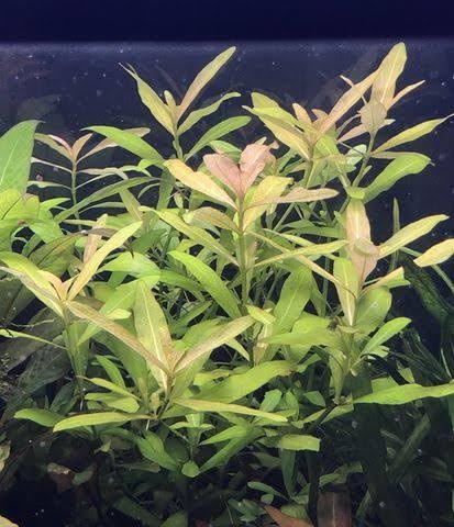 Giant Hygro Aquarium Decoration Plant Live Freshwater Aquatic Plant for Fish Tank Indoor Outdoor Home Garden (3 Healthy Live Plant)-picture-10