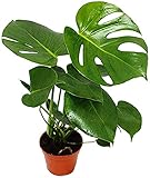  Monstera Deliciosa Planta Natural Costilla de Adán con Maceta de Cerámica Planta de Interior