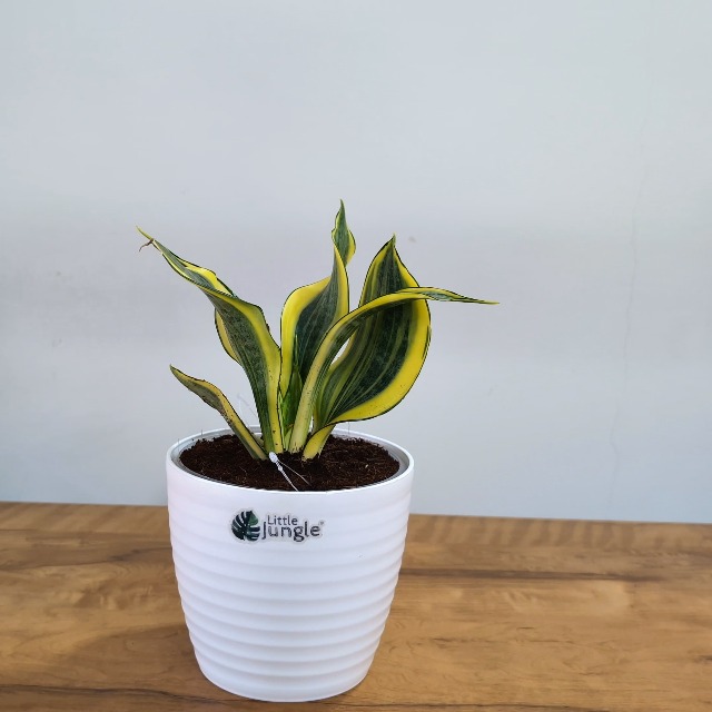 mermaid tail succulent Mermaid Tail Succulent Euphorbia