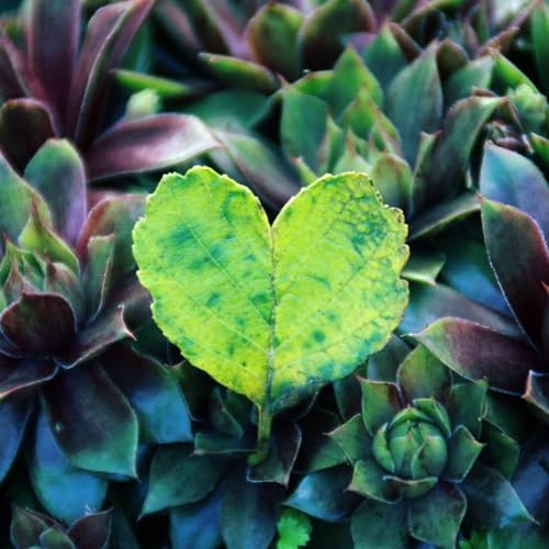 『Heartlight』のカバーアート