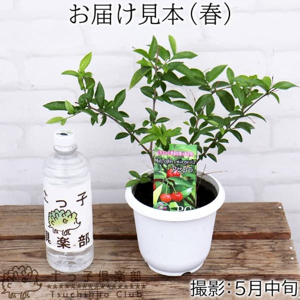 Amazon.co.jp: アセロラの木4号鉢植え : DIY・工具・ガーデン