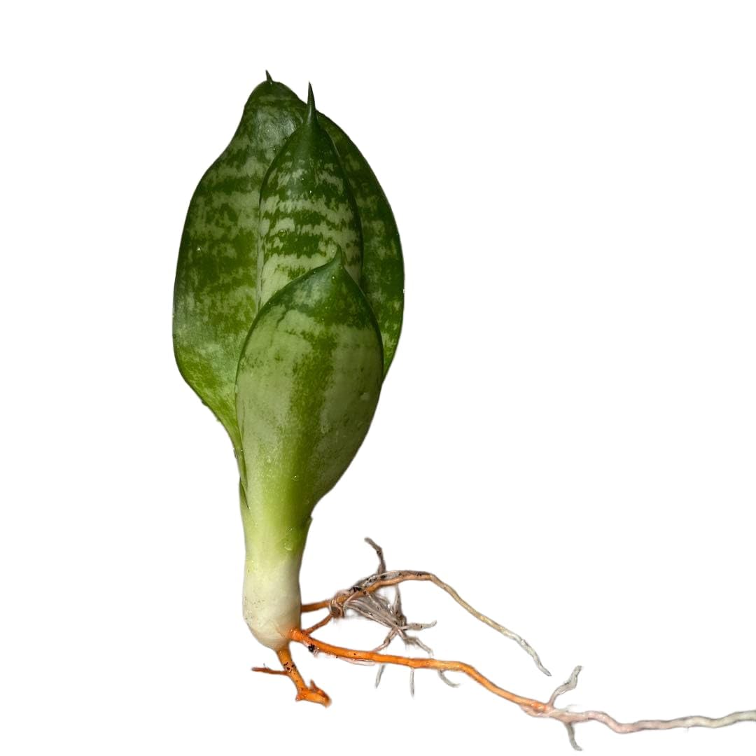 サンスベリア ハニー 発根済み 観葉植物 10センチ Amazon｜サンスベリア ハニー 発根済み 観葉植物 10センチ｜観葉植物