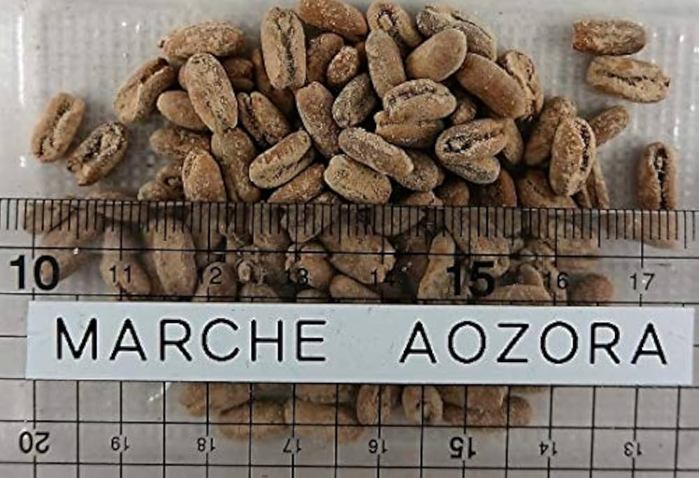 フェニックスロベレニー種（2,000粒） 2024年度 採れたて 椰子の種20粒 フェニックスロベリニー種