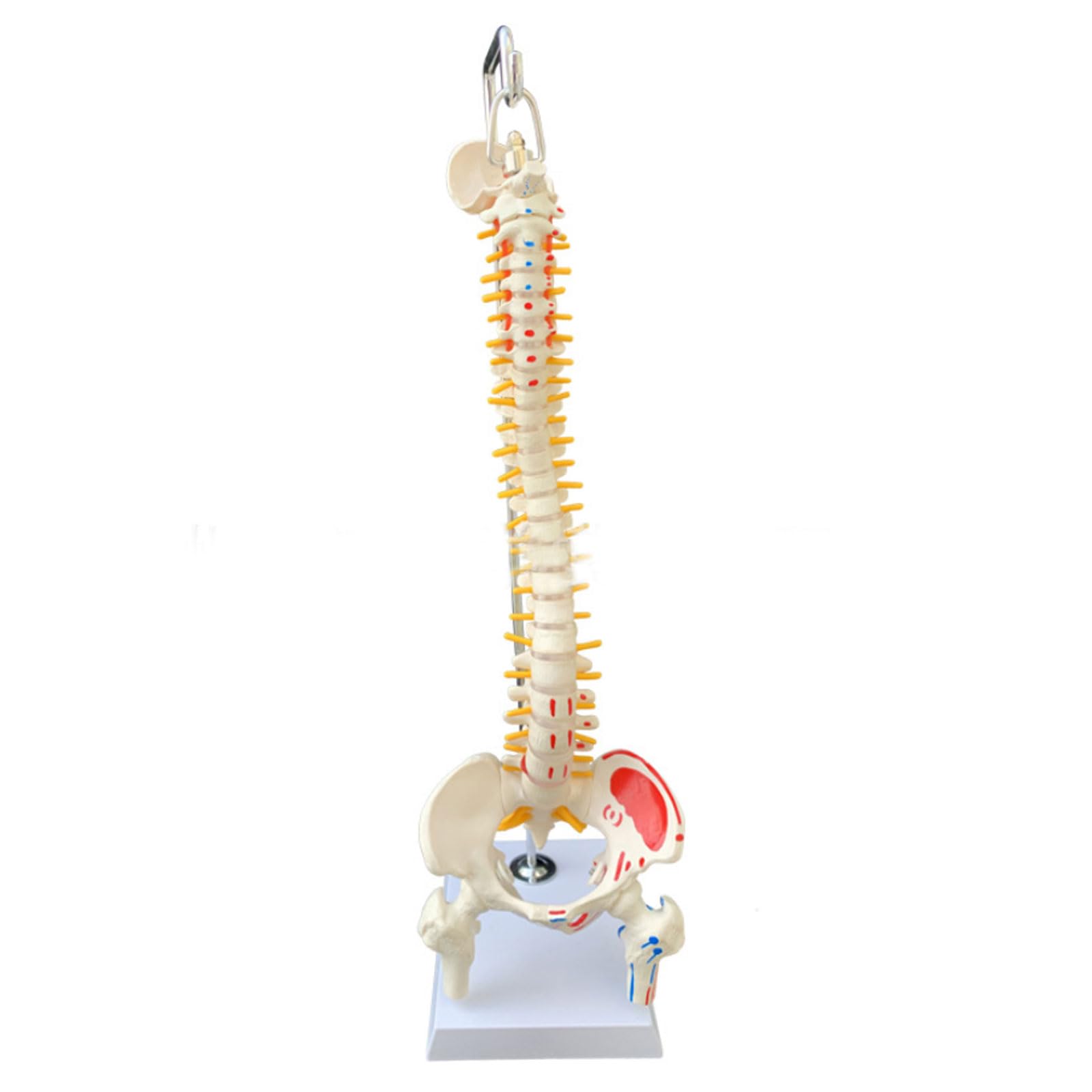 Modele Anatomiczne 45 Cm/17,7" Model Anatomii Kręgosłupa Człowieka Z Miednicą Materiały Dydaktyczne Medyczne Do Nauki Anatomii Szkieletu Narzędzie Dydaktyczne N,