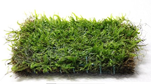 Java Moss on 3 x 3 mat - Foreground Carpet Aquarium Plant