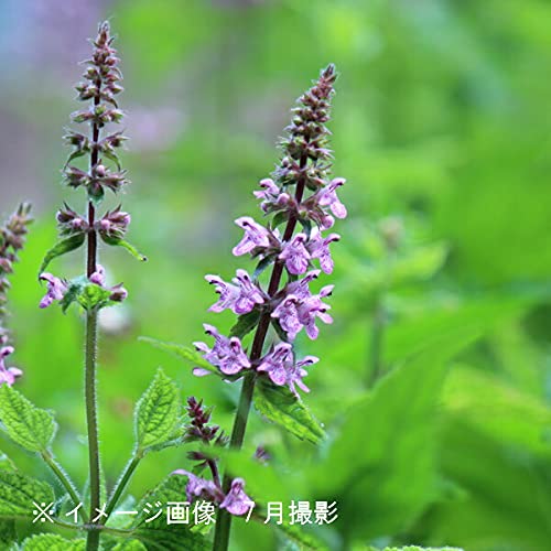 チョロギ種芋 25球入り　640円　一時的品切中　近日出品再開予定 園芸ネット本店｜チョロギ：野菜球根パック 10球入り の通販【公式】