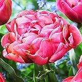 5x Tulipe en bulbe rouge Bulbes Tulipes Bulbes fleursTulipe double tardive Britt