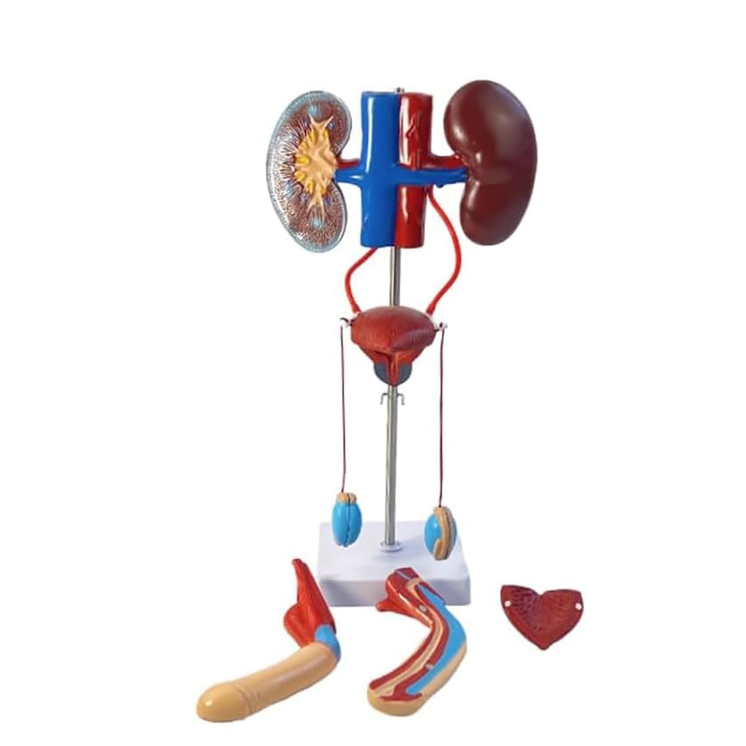 YNIYUJKL Human Male Reproduction And Urinary System Medical Anatomical Model,Human Life Size Removable Bladder Kidneys Ureters And Adrenal Glands Structure,Male Urinary System Model