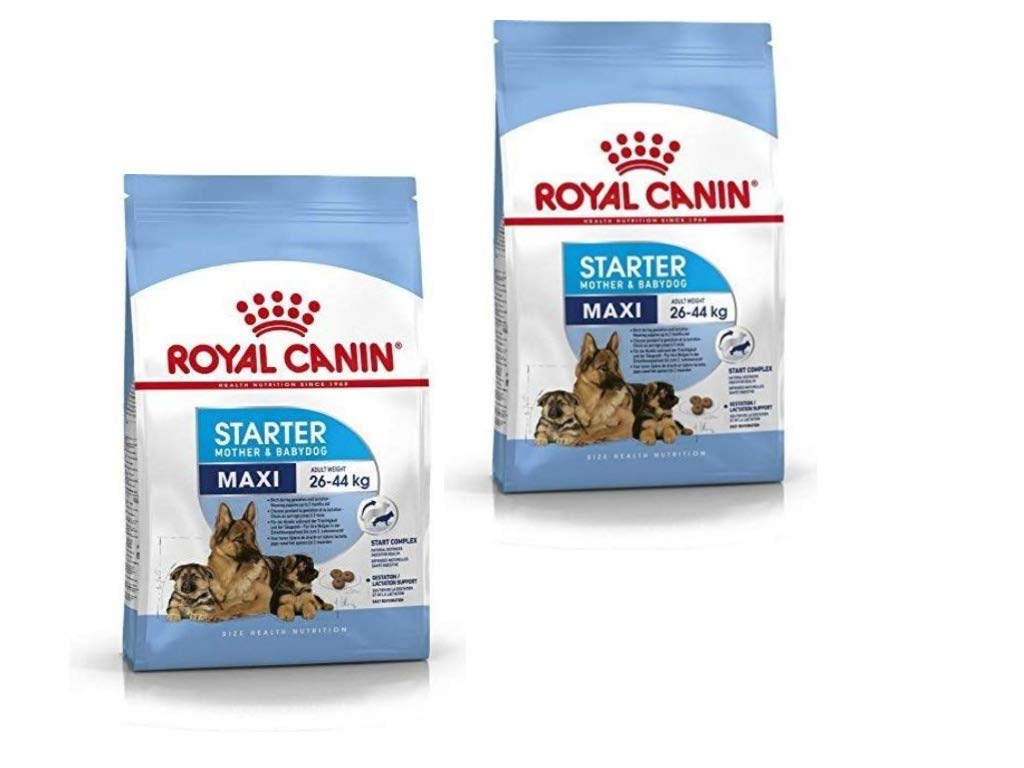 royal maxi starter