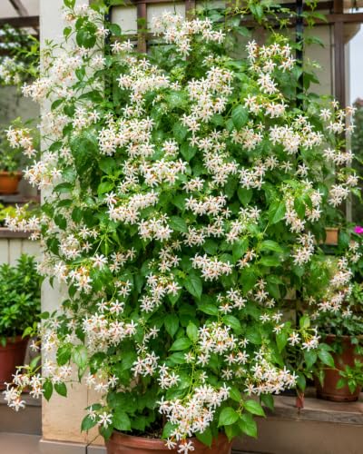 Image of Live Harsingar Parijat Plant with Pot | Fragrant Night Jasmine Flowering Tree | Sacred Evergreen Outdoor Plant for Home Garden Balcony Terrace Pooja Space Landscape Decor | Pack of 1