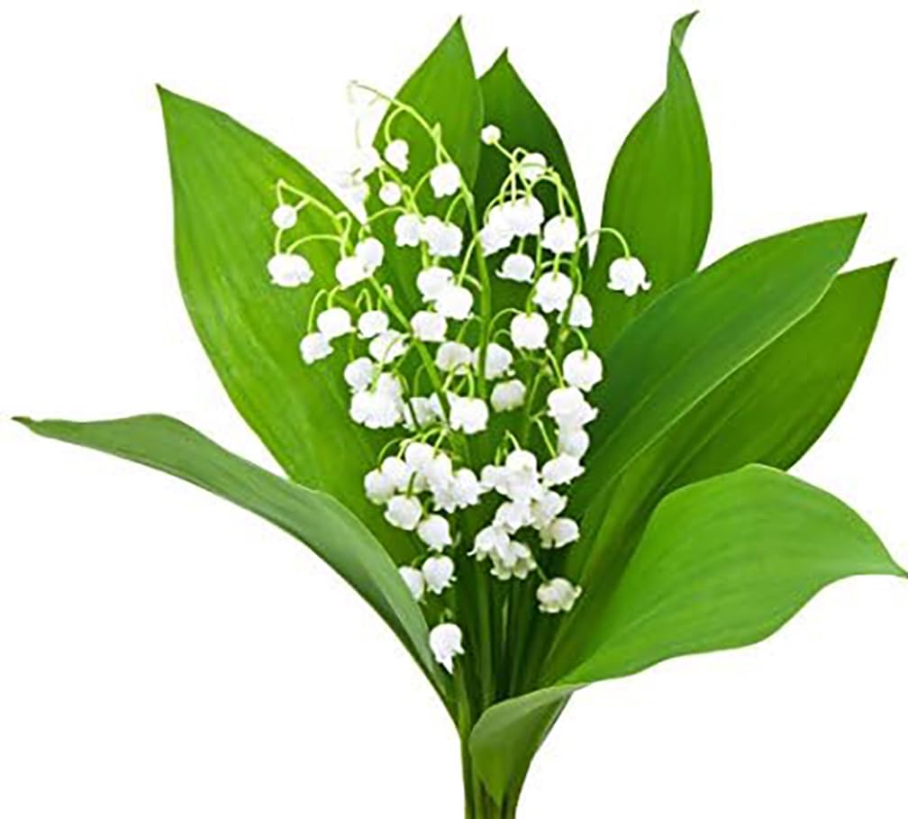 6 Lily of the Valley Pips