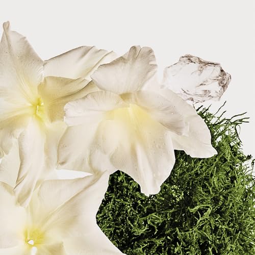 La Mejor Lista de Calvin Klein Locion comprados en linea. 25 Imagen adicional