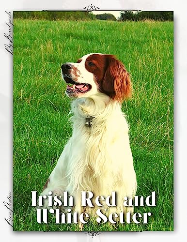 Irish Red and White Setter: Dog breed overview and guide (English Edition)
