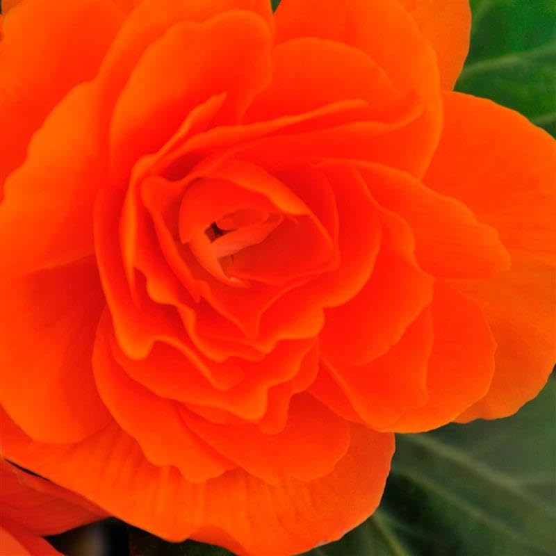 Pelleted Begonia Nonstop Series Mocha Deep Orange Seed ~25 Seeds | Double Blooms in Shade | Tuberous Annual for Hanging Baskets, Pots & Borders | 119-133 Days | Compact 8-10” Plants | Non-GMO