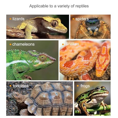 Branche d'escalade en résine pour terrarium humide pour éviter les moisissures - 5