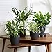Produktbild BAKKER 4er Set Luftreinigende Zimmerpflanzen | Vier Grünpflanzen mit Topf | Areca Palme, Grünlilie, Farn, Einblatt | Höhe 25-30 cm | Anthrazit ELHO Ziertöpfe Ø 12,5 cm