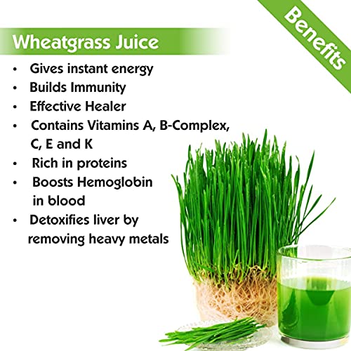 Image of Nutriorg Aloe vera and Wheatgrass Juice, Detoxification,Boosts Immunity (Pack of 2 * 250ml)