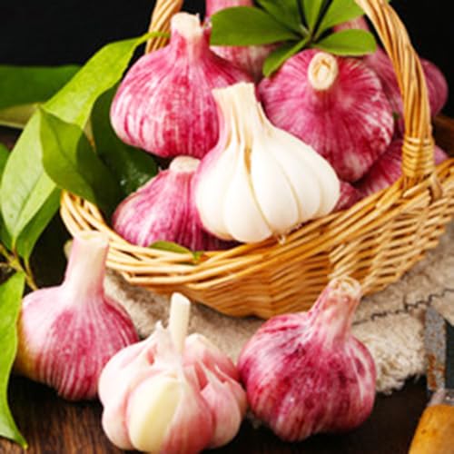 knoblauch mehrjährig zimmerbonsai für sonnige plätze pflanzknoblauch gartenkräuter wintergemüse gemüsepflanzen minigarten bio bodendecker gartenkräuter topfpflanzen draußen 90samen