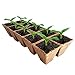 JOLLY GROW Seed Starter Peat Pots Kit Germination Seedling Trays are Biodegradable and Organic 10 Plastic Plant Markers Included | 5 Pack-50 Cells