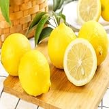 Este es el mejor para cualquier amante del bonsái o de las plantas y se puede cultivar al aire libre.