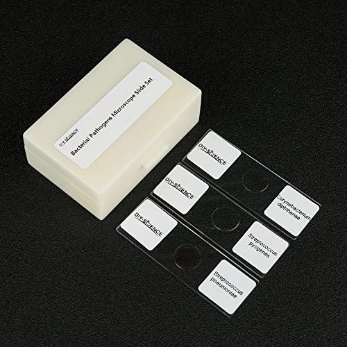 Lames de microscope bactéries maladies animales préparation microbiologie