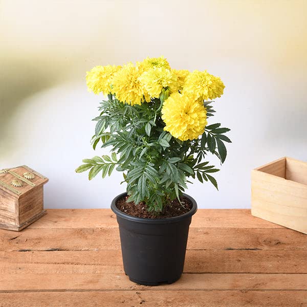 Marigold Yellow Flower Seeds Flower SeedsPack Of 50 Seeds Amazon.in Garden & Outdoors