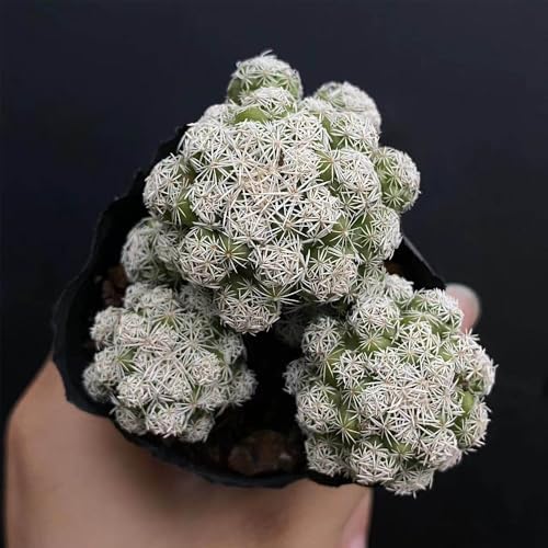 Thimble Cactus Plant for Sale | Mammillaria Gracilis Fragilis, Easy-Care Clumping Succulent with Frosty White Spines - 5