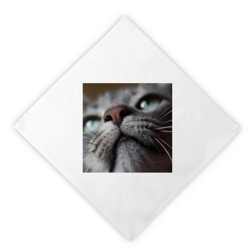Servilletas de almuerzo blancas para mesas temáticas, pack de 2 servilletas con foto de gato