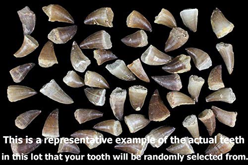 Image of Genuine Ancient Mosasaur Huge Dinosaur Tooth Fossil from Near Khourigba,Morocco, N.Africa with Free Floating Frame Display Case, Acrylic Stand & COA Bundle