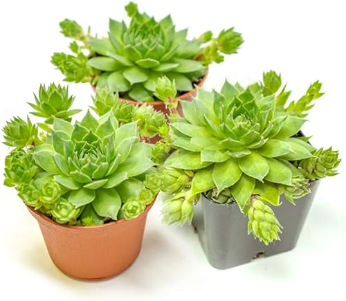 Sempervivum - Plantas suculentas vivas de interior (3PK), plantas de interior vivas Sempervivum, plantas de interior vivas, plantas de interior para