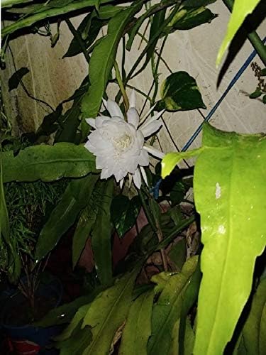 Indiana Brahma Kamala Sacred Saussurea Kon Kapfu Brahma kamalam Sah-du goh-ghoo Brahmakamala Saussurea obvallata Brahma Kamal King of Himalayan flowers Live Plant (1 Healthy Leaf)