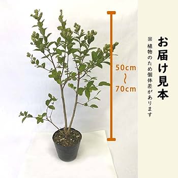 サルスベリ　百日紅　植木　白 51HtqPI6eiL._UF894,1000_QL80_.jpg