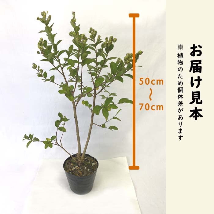 Amazon.co.jp: サルスベリ 苗木 白 15cmポット 苗 ガーデニング