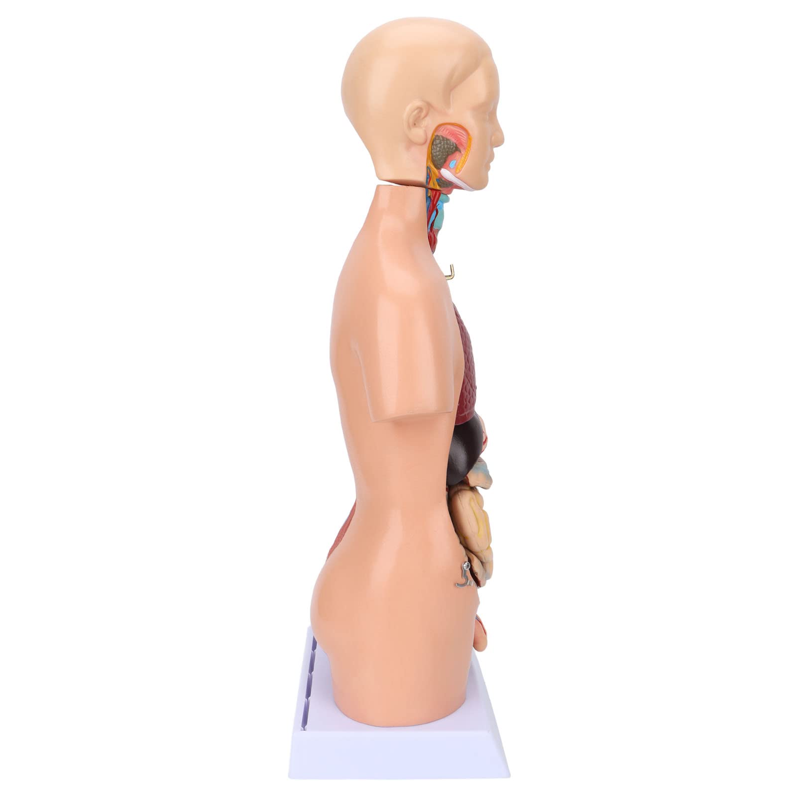 Fabater Modello di Torso Umano con Organi Rimovibili, Modello di Anatomia Corporea Didattica 17,7 Pollici per Strumento di Apprendimento dell'Anatomia Cerebrale dell'ospedale Scolastico