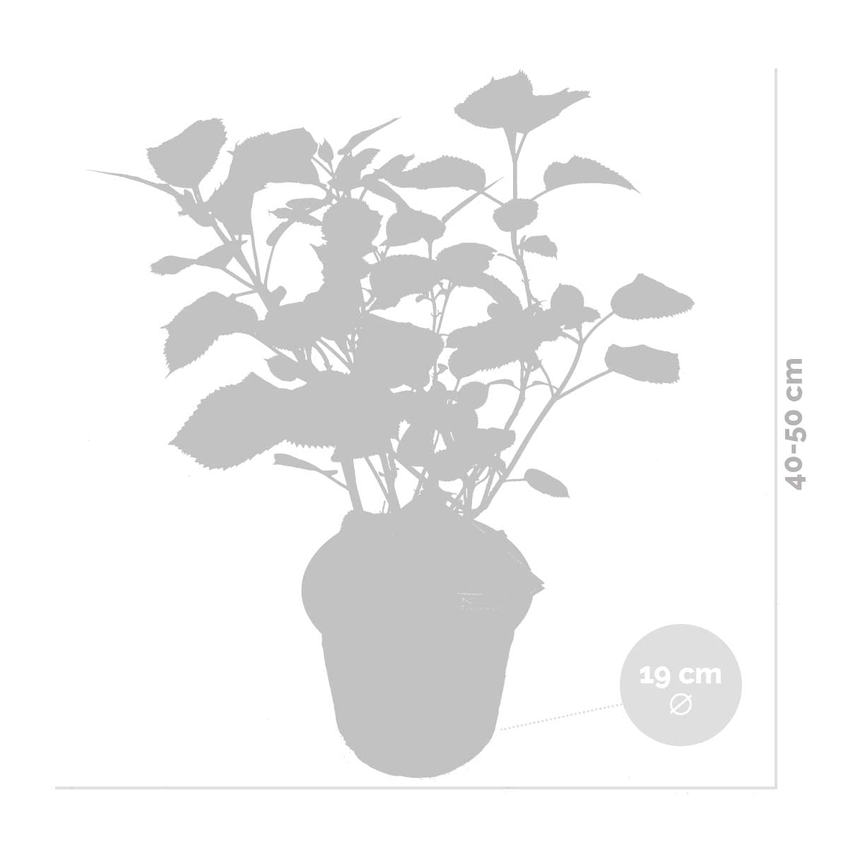 Bloomique - Hydrangea Pink Annabelle - Hortensia - Rose - Plantes de jardin - Résistante au gel - Hauteur 40-50 cm - Pot 19 cm