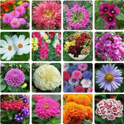 20 Variety Flower Plant Seeds Combo Pack for Home Garden, Mixed C...